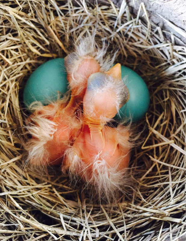 蓝蛋日报:镜头下出生的小鸟